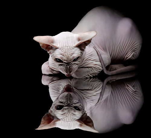 勇士老将入选《时代》最具影响力运动员名单，勇士 成员