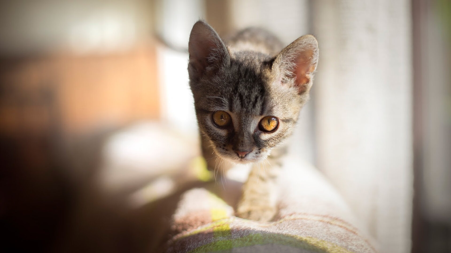 冠军之路：本赛季冠军的必经之路分析，冠军之路什么时候开放